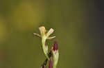 Orangegrass <BR>Pineweed